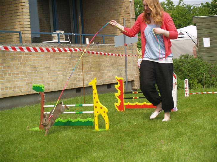 Kanin - Dværghare Dude billede 7