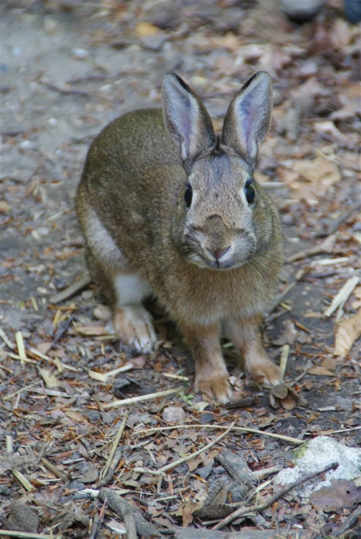 Kanin - Dværghare Dude - Så cute at se på! billede 9