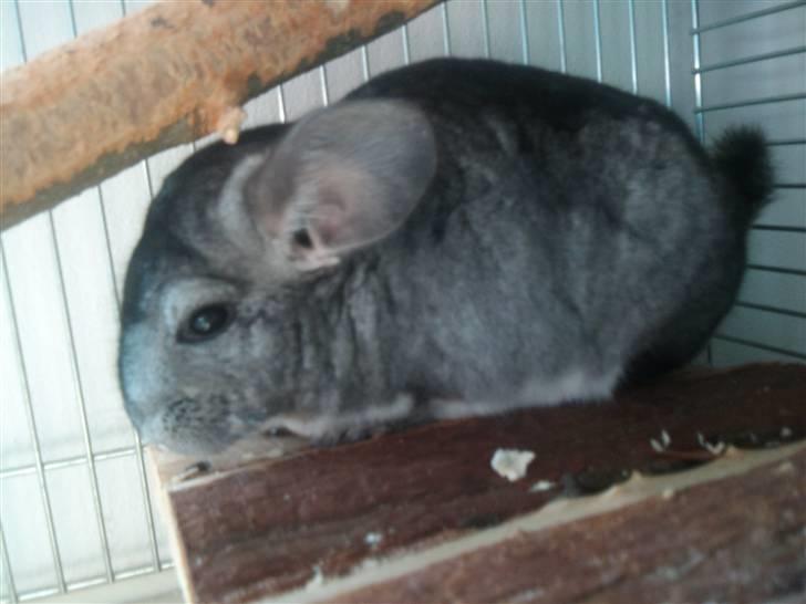 Chinchilla Burger <3 Solgt billede 7