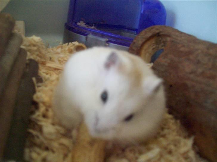 Dværghamster Pelle Prut billede 9