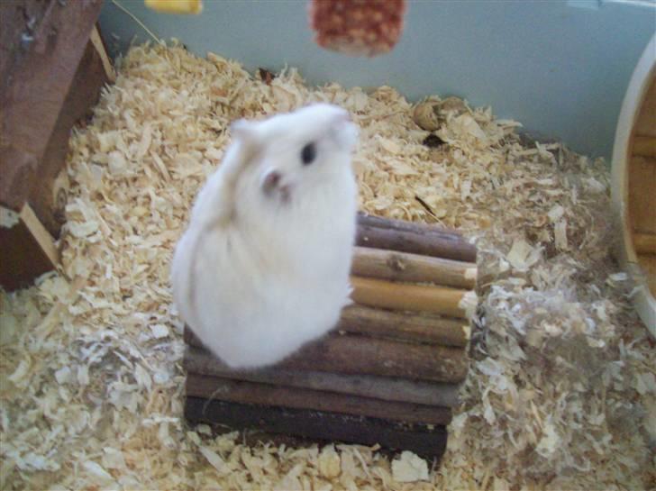 Dværghamster Pelle Prut billede 10