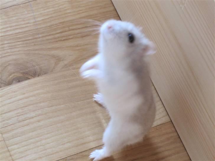 Dværghamster Manse - Der går Manse igen på bagben. :D billede 4