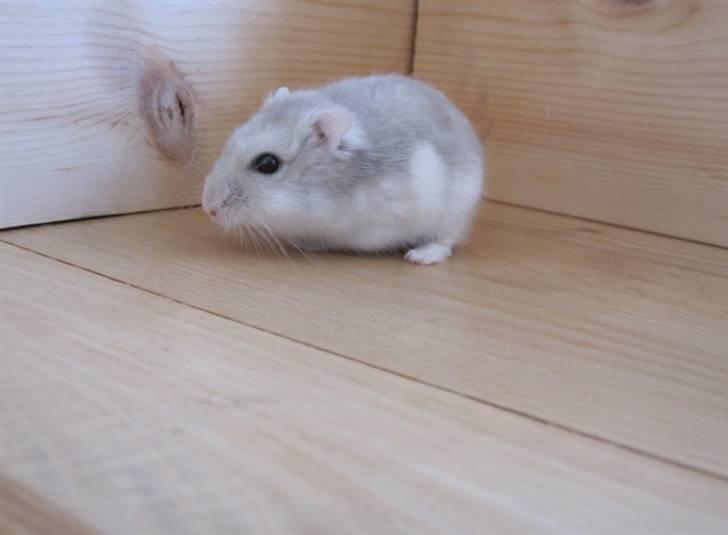 Dværghamster Manse - Tror han er træt, han sidder i hvert fald stille. xD billede 5