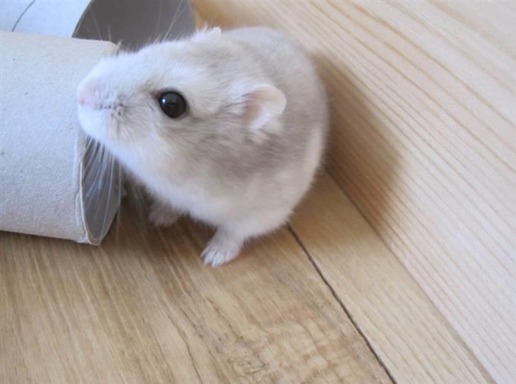 Dværghamster Manse - Han skal altid lige bide lidt i det, inden han går ind. :) billede 6