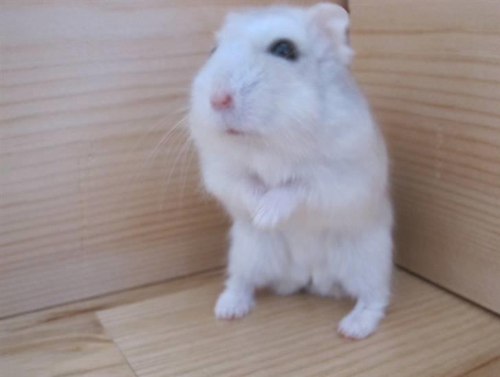 Dværghamster Manse - Nurh, der sidder han ned. :D billede 7