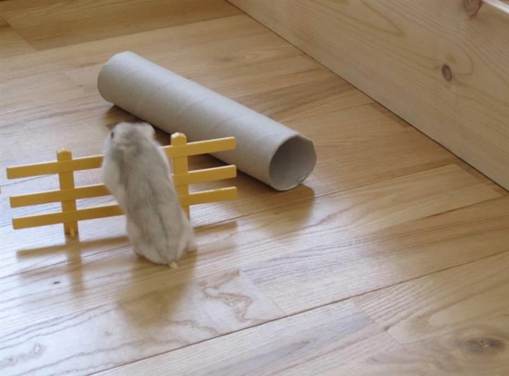 Dværghamster Manse - Der springer han helt friviligt! :D billede 8