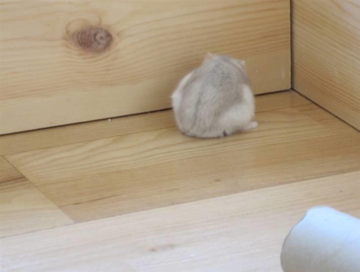 Dværghamster Manse - Ikker flere billeder nu, tssh! :D billede 9