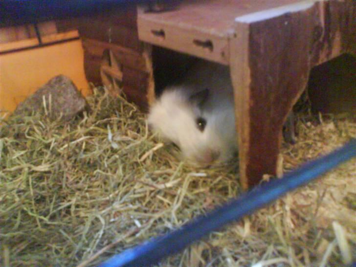 Marsvin Sneps - Sneps lige inden hun døde. Rest in peace little one<3 billede 1