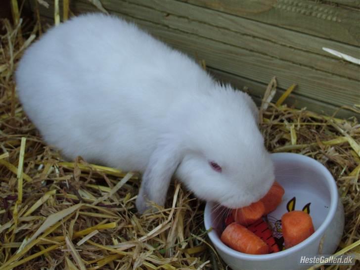 Kanin / Kaninus R.I.P. :´( / billede 1