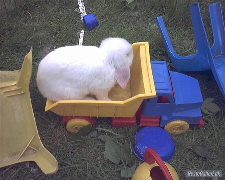 Kanin / Kaninus R.I.P. :´( / billede 2