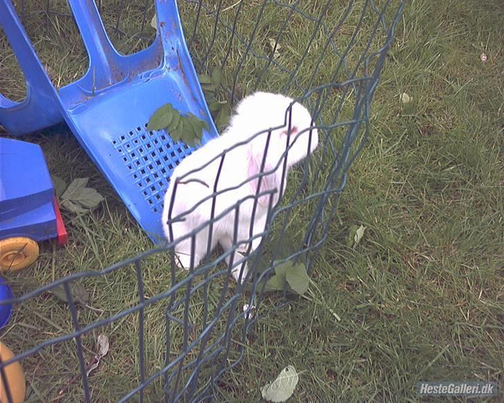 Kanin / Kaninus R.I.P. :´( / billede 3