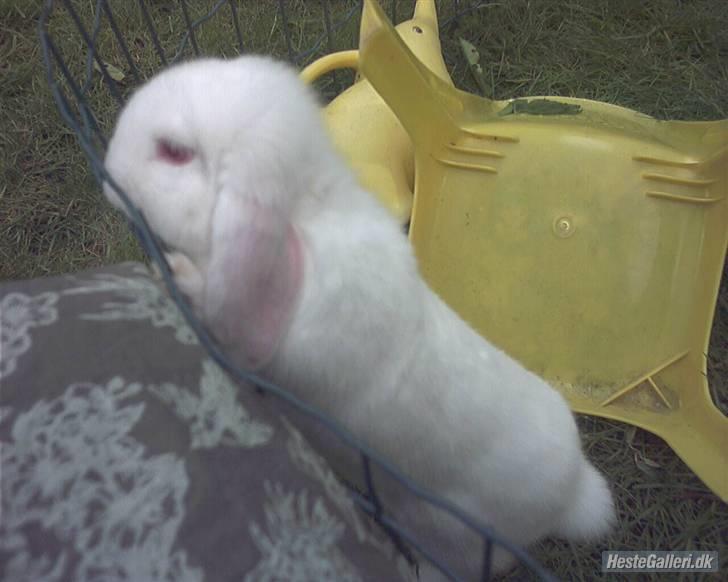 Kanin / Kaninus R.I.P. :´( / billede 4
