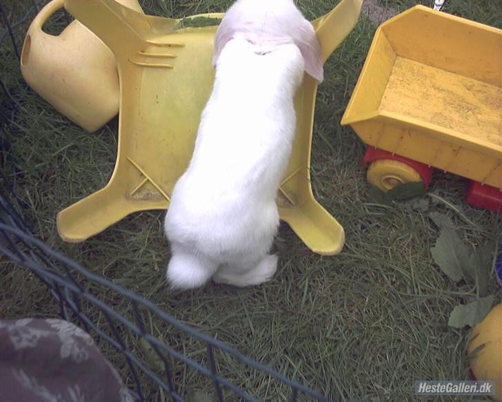 Kanin / Kaninus R.I.P. :´( / billede 5