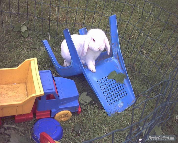 Kanin / Kaninus R.I.P. :´( / billede 6
