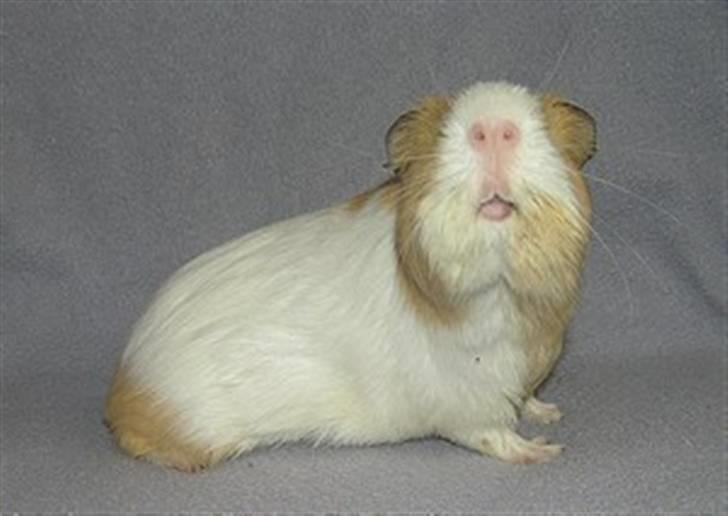 Marsvin Silke billede 3
