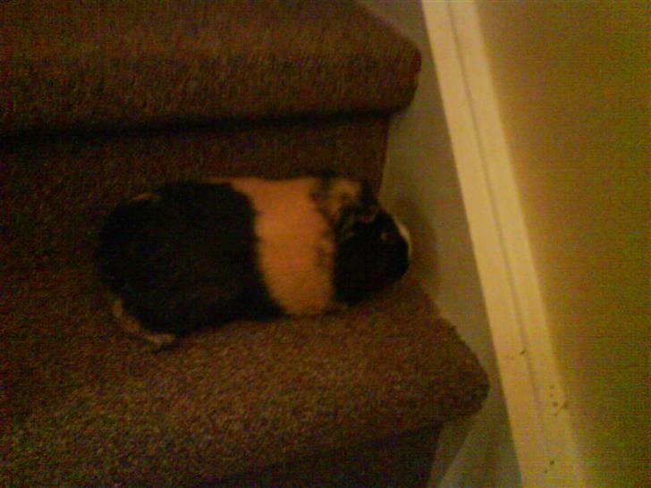 Marsvin Mathilde *Malle* R.I.P. billede 1