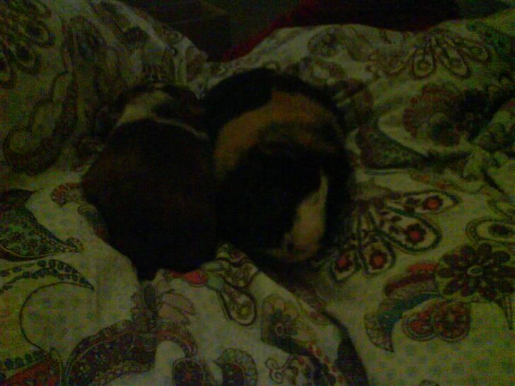 Marsvin Mathilde *Malle* R.I.P. billede 2