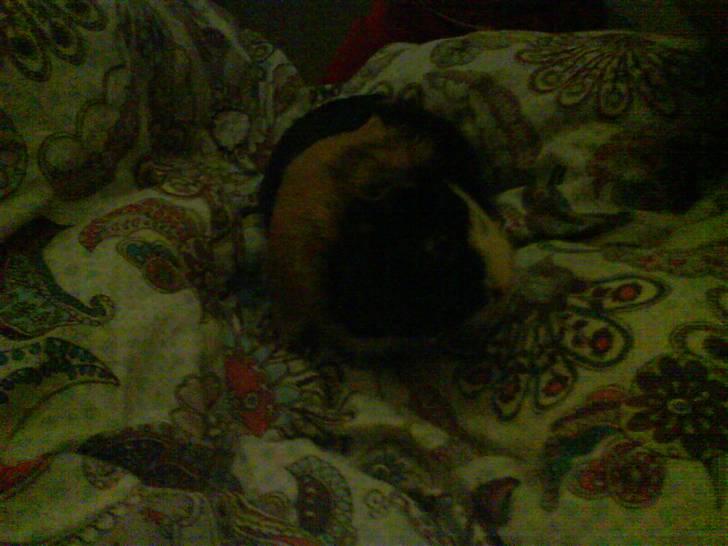 Marsvin Mathilde *Malle* R.I.P. billede 3