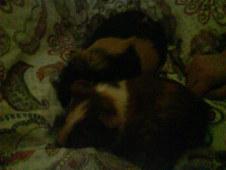 Marsvin Mathilde *Malle* R.I.P. billede 4