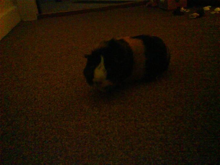 Marsvin Mathilde *Malle* R.I.P. billede 7