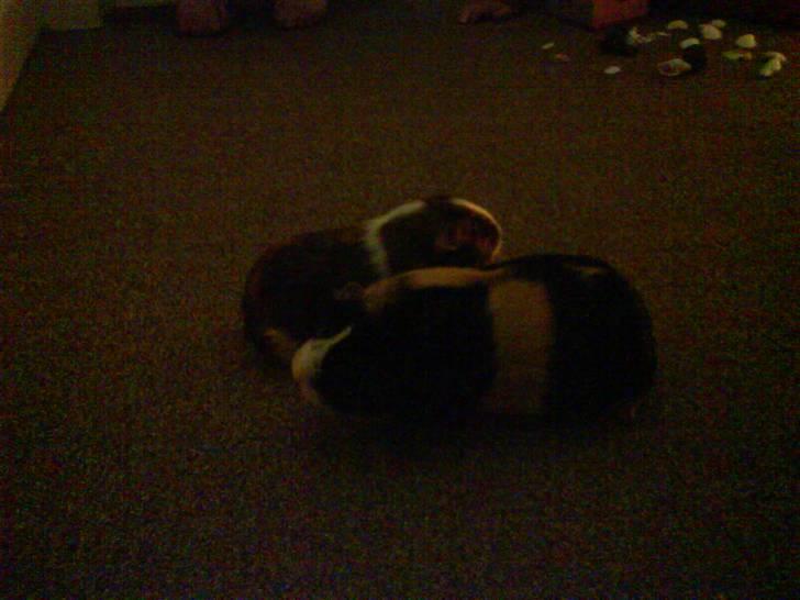 Marsvin Mathilde *Malle* R.I.P. billede 8