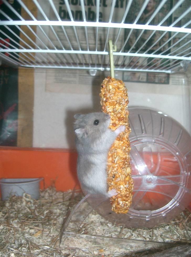 Dværghamster Gunnar - som unge :)  billede 2