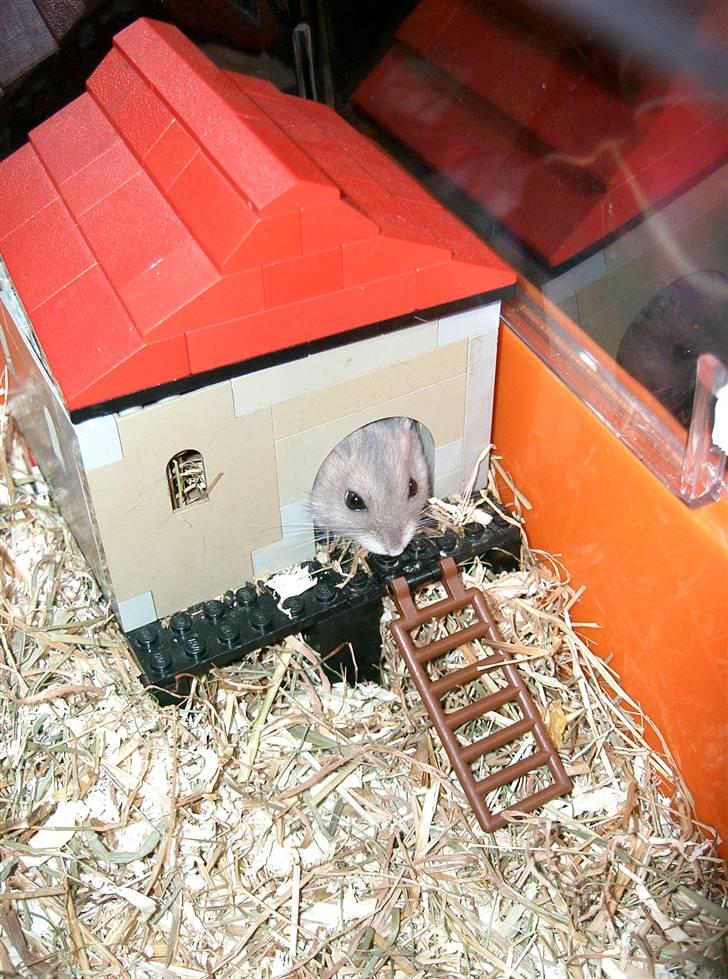 Dværghamster Gunnar billede 3