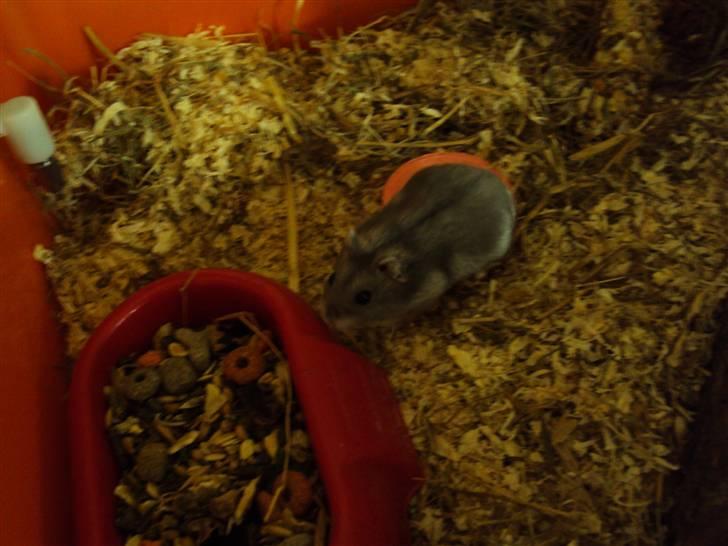 Dværghamster Gunnar billede 4