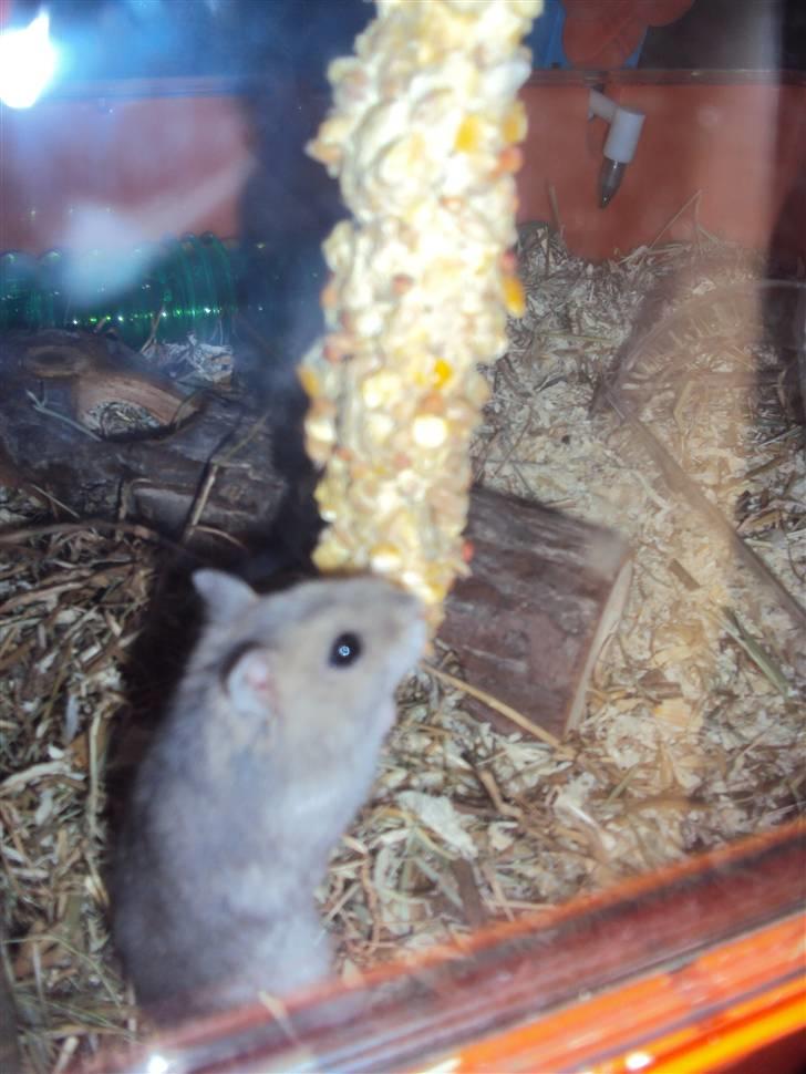 Dværghamster Gunnar billede 5