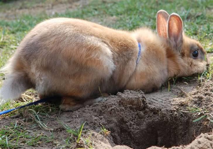 Kanin Stampe Junior - See et fint hul jeg har gravet! billede 10