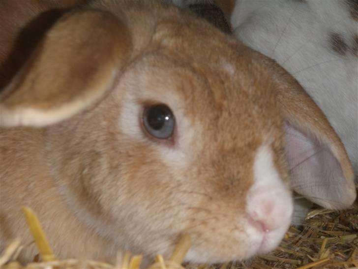Kanin Tissie *død* :'( billede 1