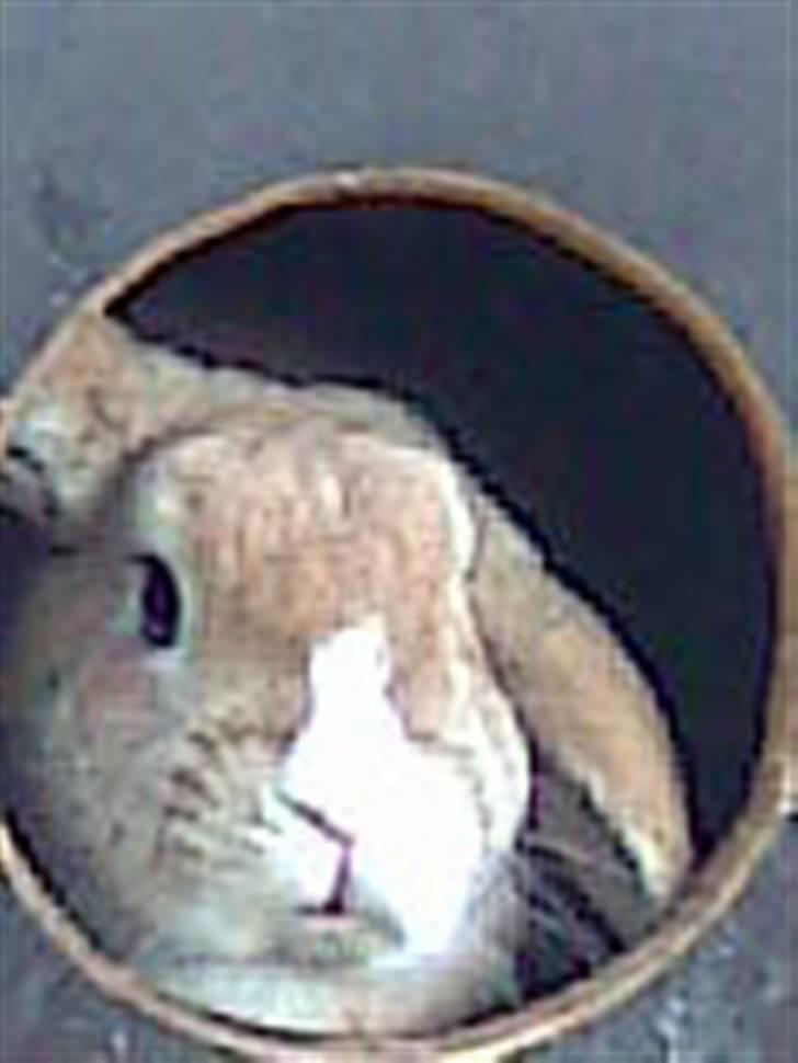 Kanin Tissie *død* :'( billede 2