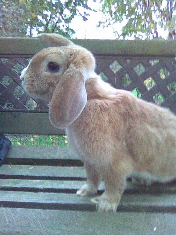 Kanin Tissie *død* :'( billede 3