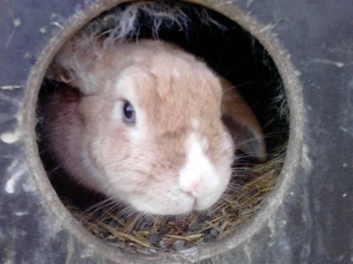 Kanin Tissie *død* :'( billede 4