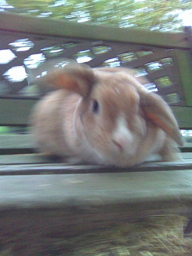 Kanin Tissie *død* :'( billede 5