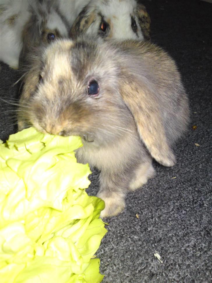 Kanin  Hvepsen † R.I.P † SAVNET billede 1