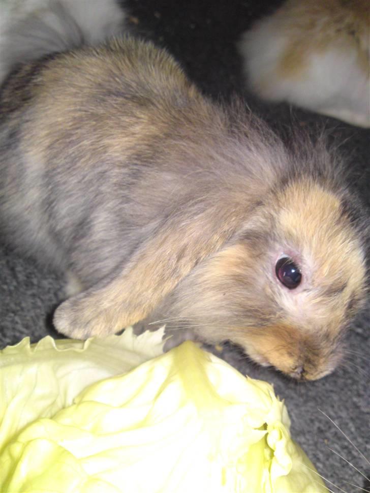 Kanin  Hvepsen † R.I.P † SAVNET billede 2