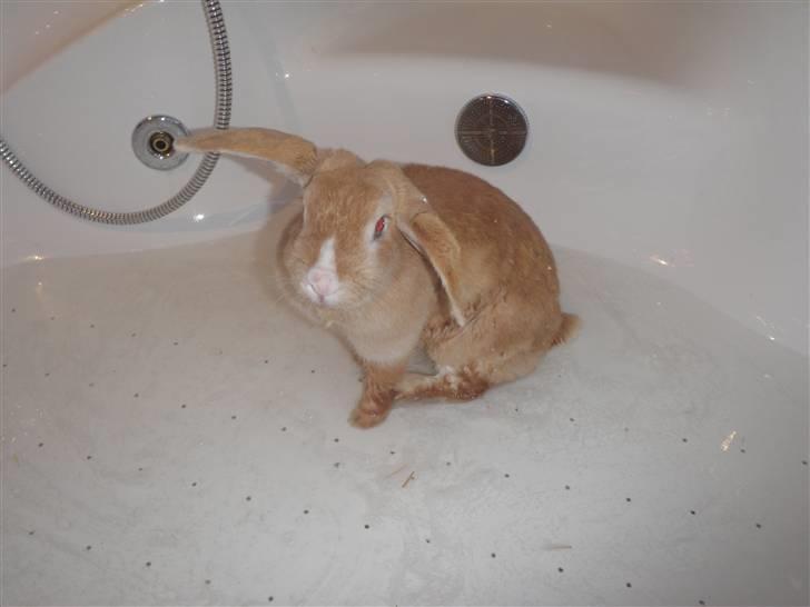 Kanin Tissie *død* :'( billede 6