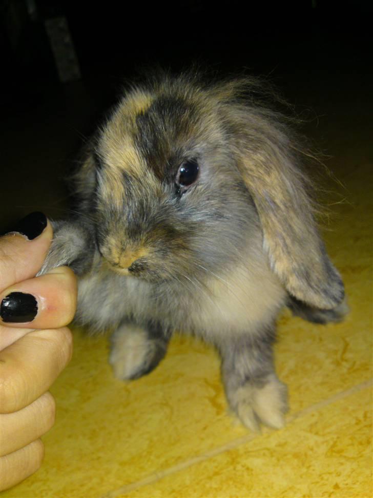 Kanin  Hvepsen † R.I.P † SAVNET billede 3