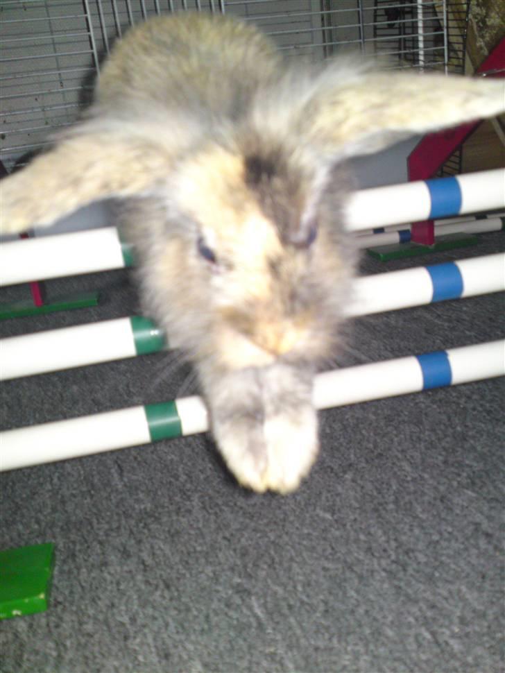 Kanin  Hvepsen † R.I.P † SAVNET billede 4