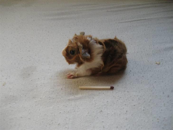 Marsvin Vigo R.I.P billede 1