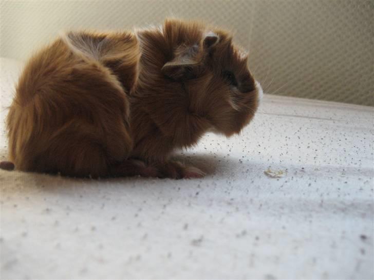 Marsvin Vigo R.I.P billede 2