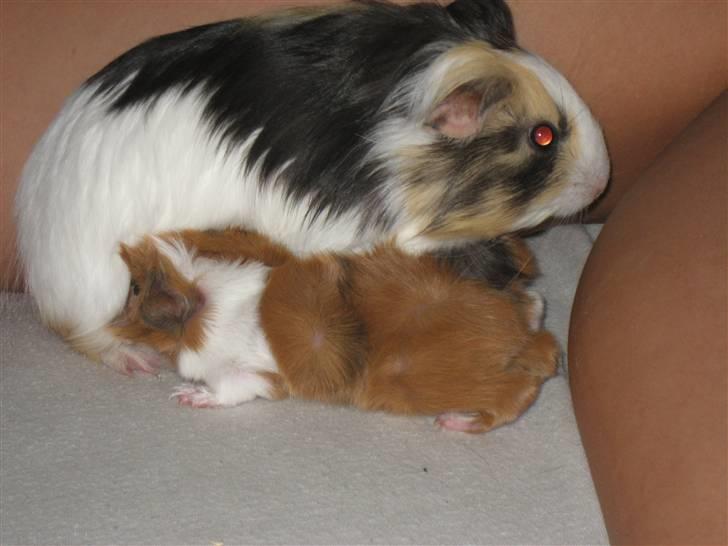 Marsvin Vigo R.I.P billede 3