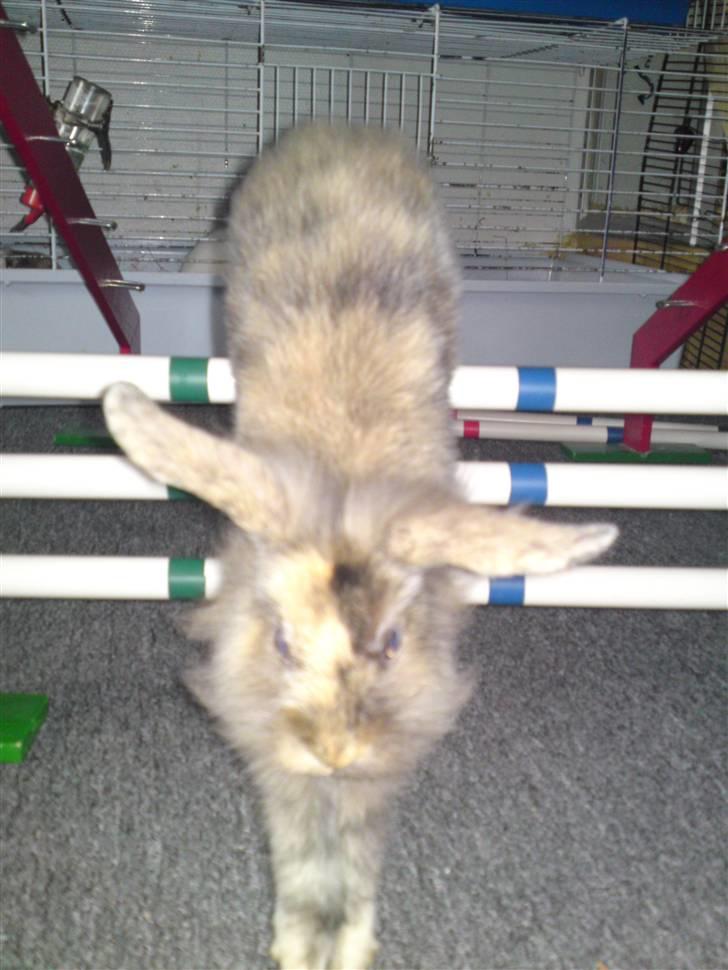 Kanin  Hvepsen † R.I.P † SAVNET billede 5