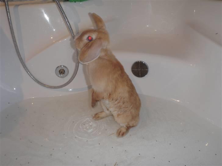 Kanin Tissie *død* :'( billede 7