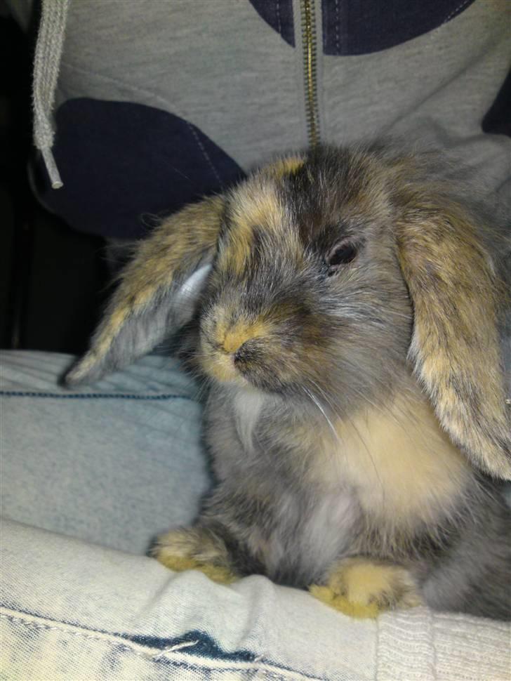 Kanin  Hvepsen † R.I.P † SAVNET billede 6