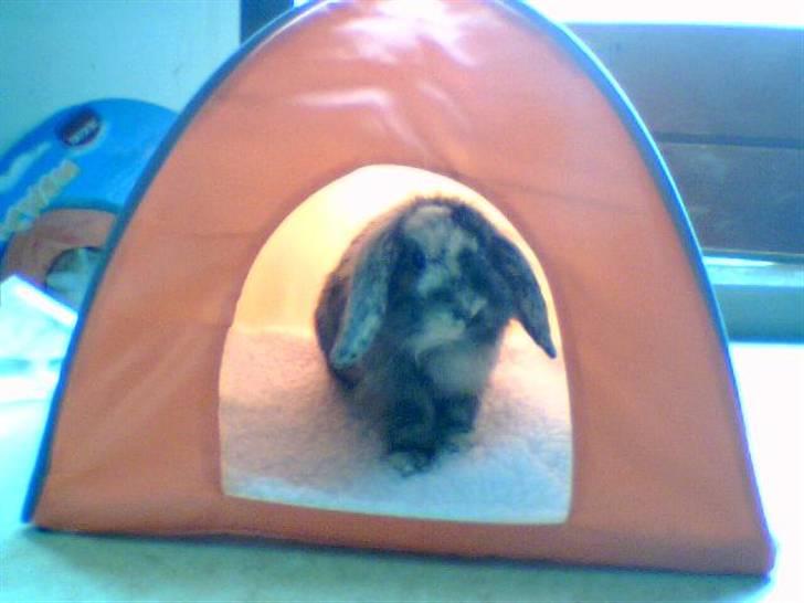 Kanin  Hvepsen † R.I.P † SAVNET billede 7