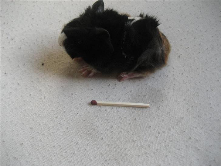 Marsvin Waltemar R.I.P billede 1