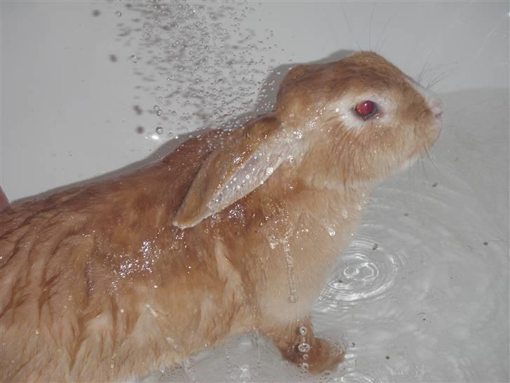 Kanin Tissie *død* :'( billede 8