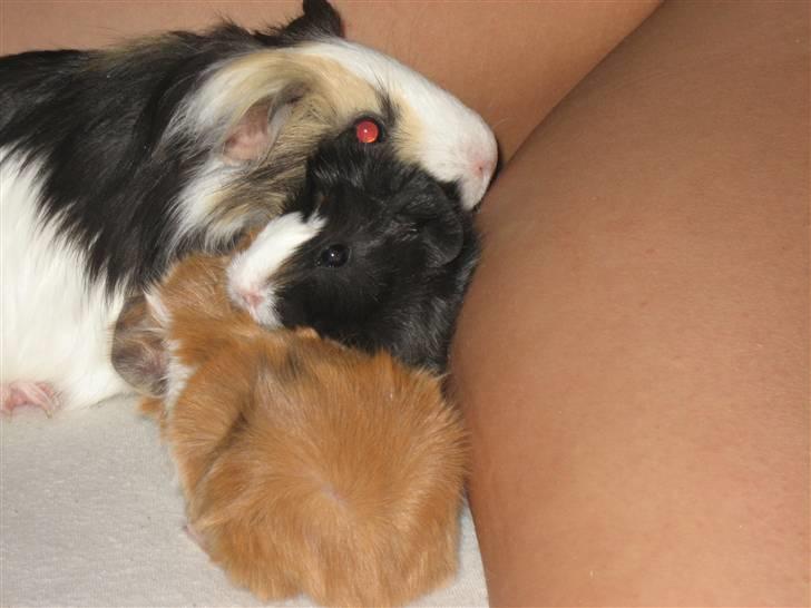 Marsvin Waltemar R.I.P billede 2